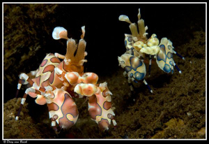 Harlequin shrimps by Dray Van Beeck 